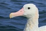 Wandering Albatrossborder=